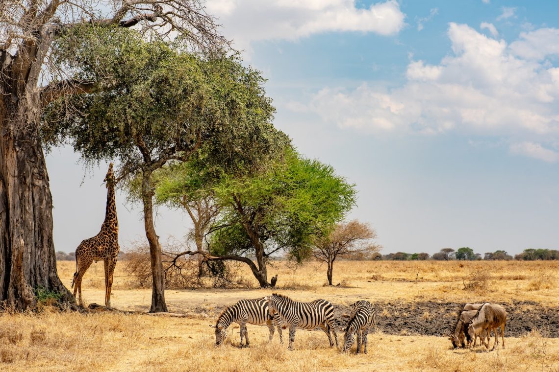 Safari Tanzanie