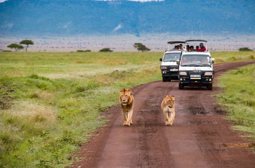 safari au Kenya