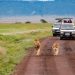 safari au Kenya