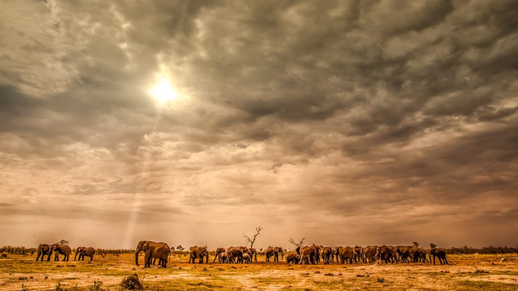 Safari Botswana