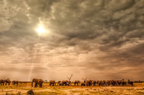 Safari Botswana