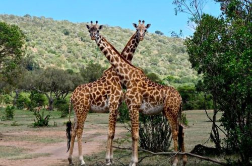 Safari au Kenya : La Quête du Moment Parfait pour une Aventure Sauvage !