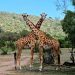 Safari au Kenya : La Quête du Moment Parfait pour une Aventure Sauvage !