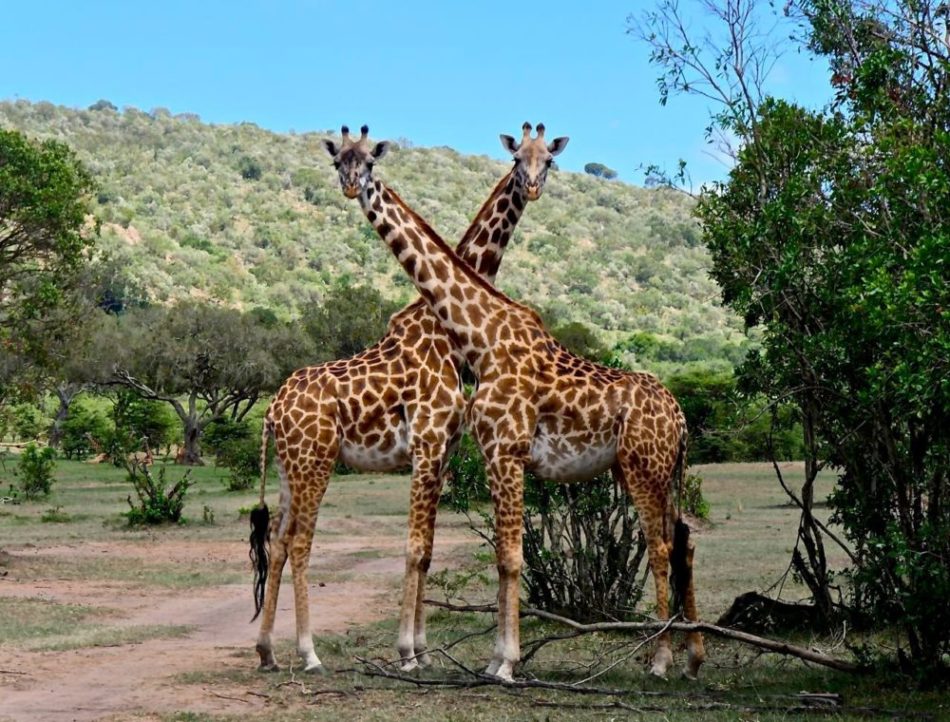 Safari au Kenya : La Quête du Moment Parfait pour une Aventure Sauvage !