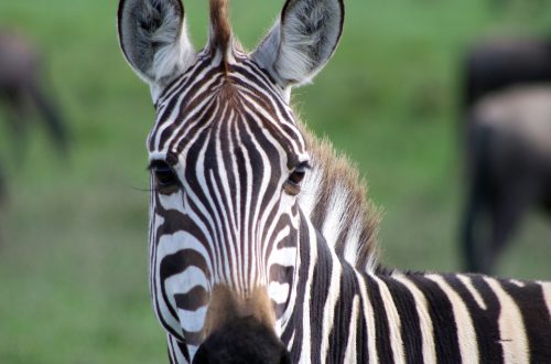 À la Découverte Époustouflante : Un Safari en Tanzanie suivi d'une Évasion à Zanzibar avec l'Agence Hors Pistes