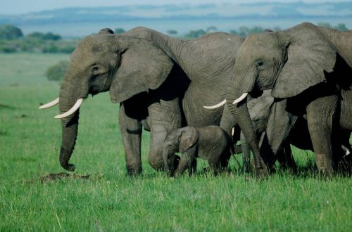 Exploration du Masai Mara: Bijou de la biodiversité kenyanne