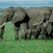 Exploration du Masai Mara: Bijou de la biodiversité kenyanne