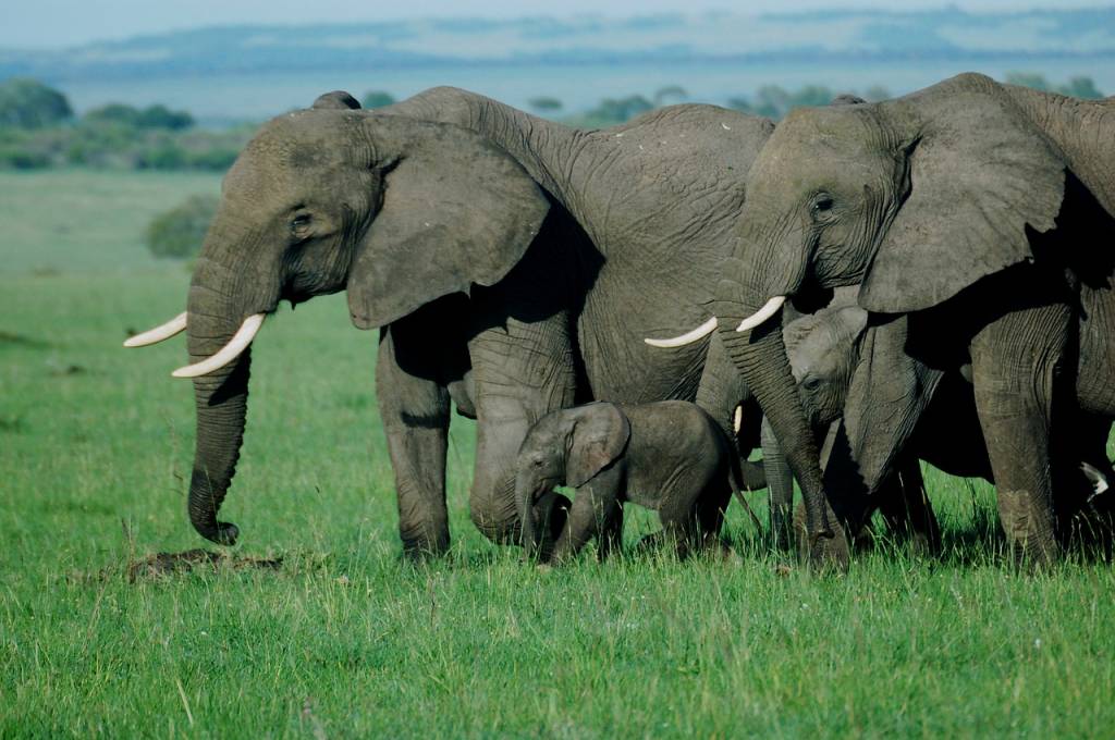 Exploration du Masai Mara: Bijou de la biodiversité kenyanne