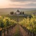 Voyager en van à travers les vignobles d'Europe : itinéraire œnologique et escapade nature