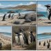 Manchots sur une plage : où les observer en voyage ?