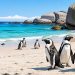 Manchots plage : où les observer sur les plus belles plages du monde