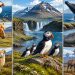 Islande animaux : les espèces fascinantes à observer lors de votre voyage