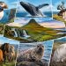 Animal Islande : les espèces incontournables à observer lors de votre voyage