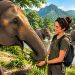 Elephant Haven Thailand : une expérience inoubliable au cœur de la nature asiatique
